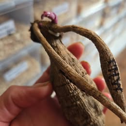 The Ugly Tuber Collection