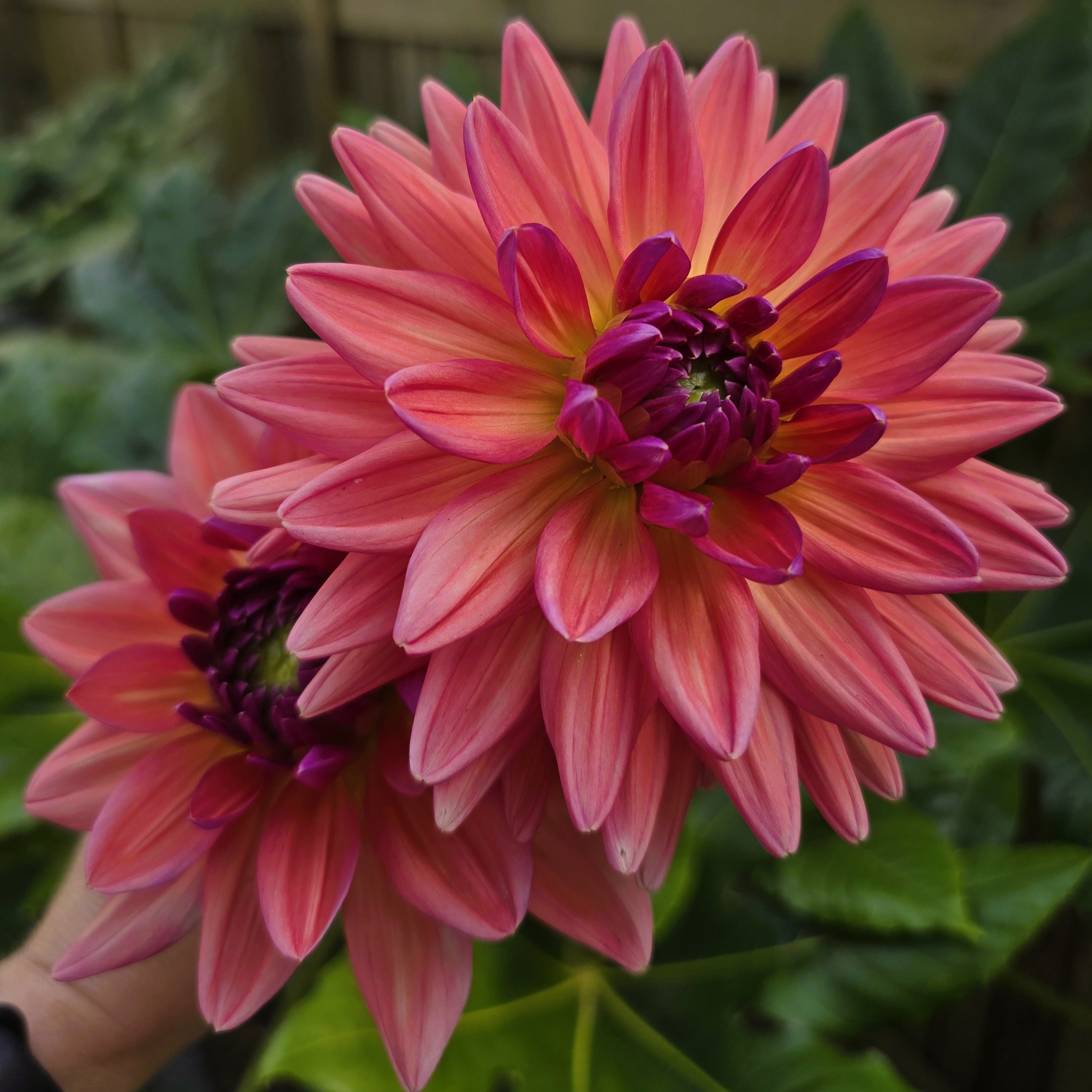 All Dahlias