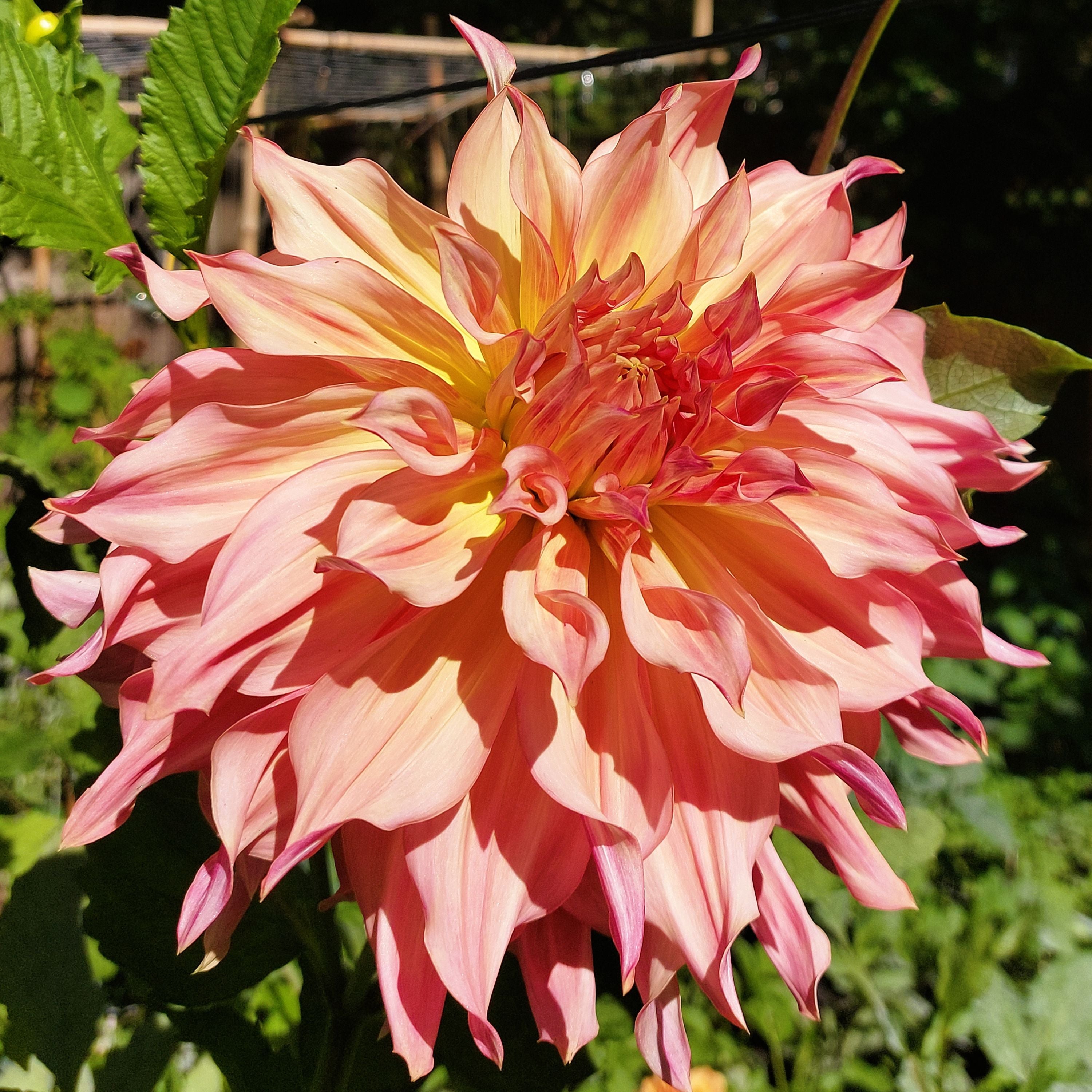 Dinnerplate Dahlia