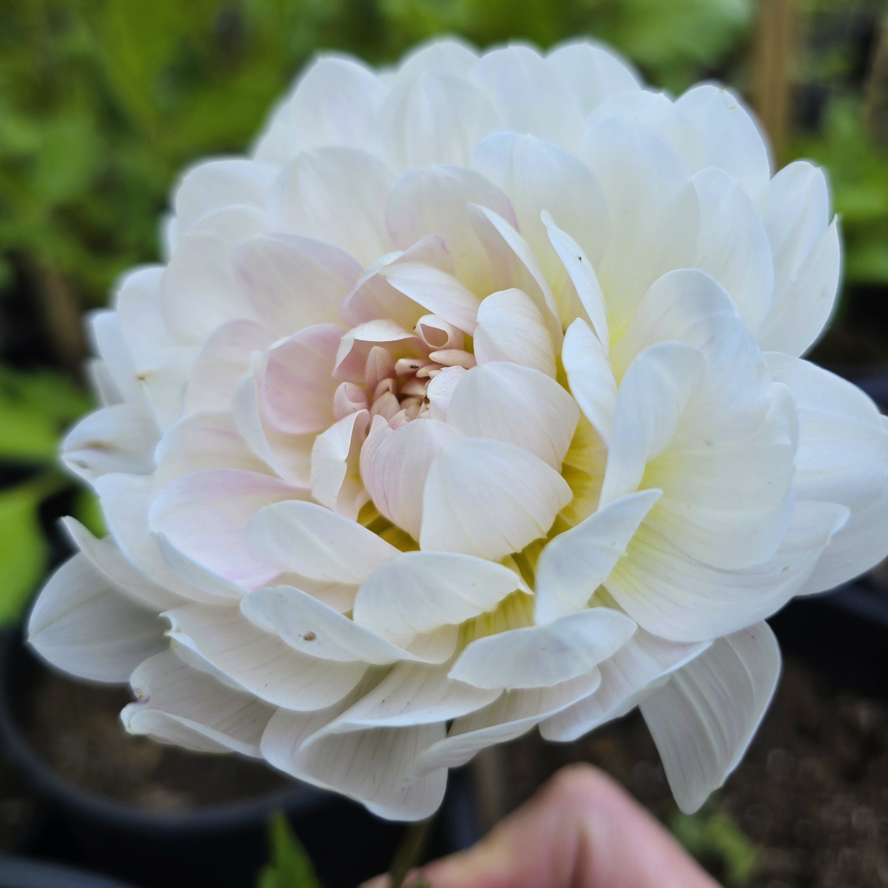 Waterlily Dahlia