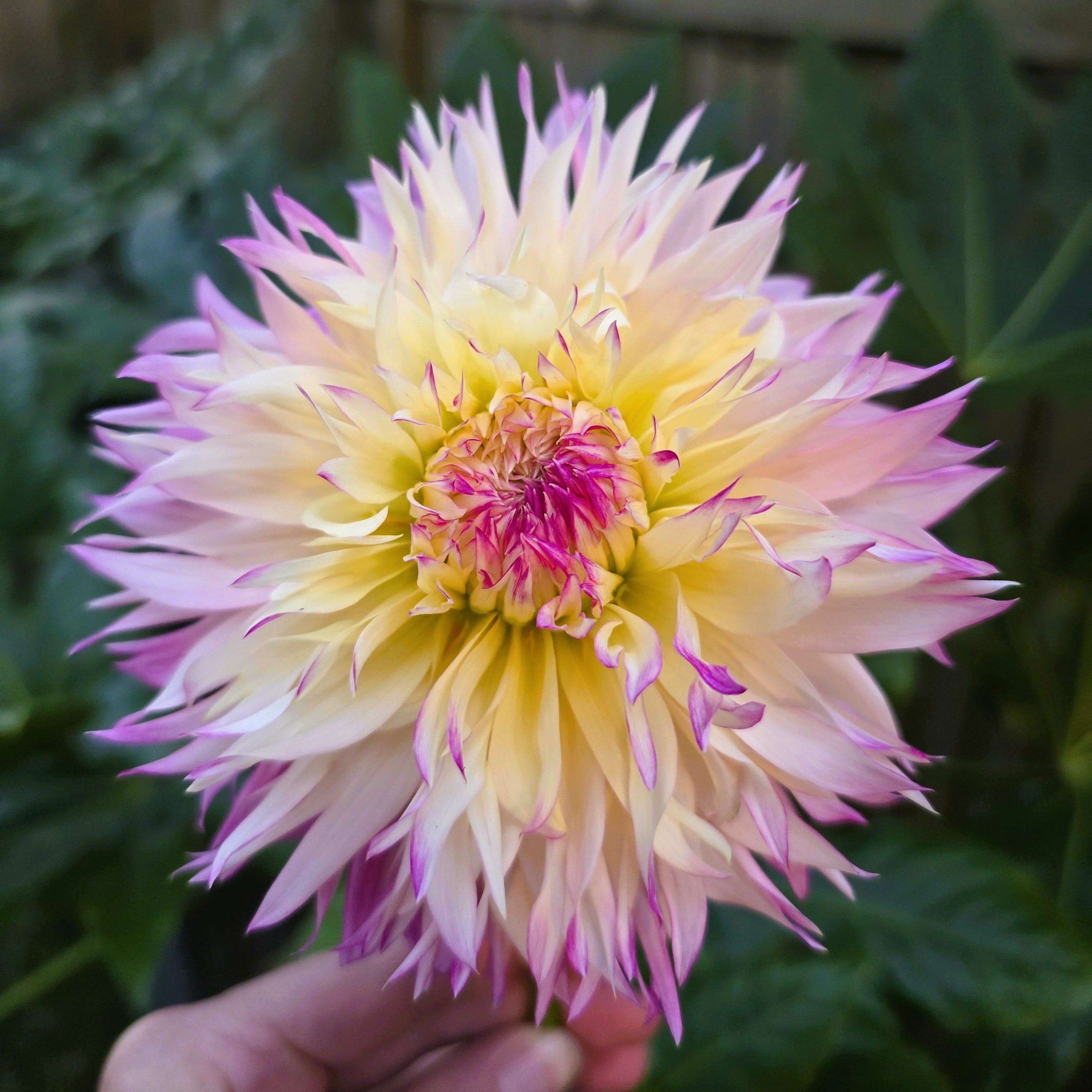 Laciniated Dahlia