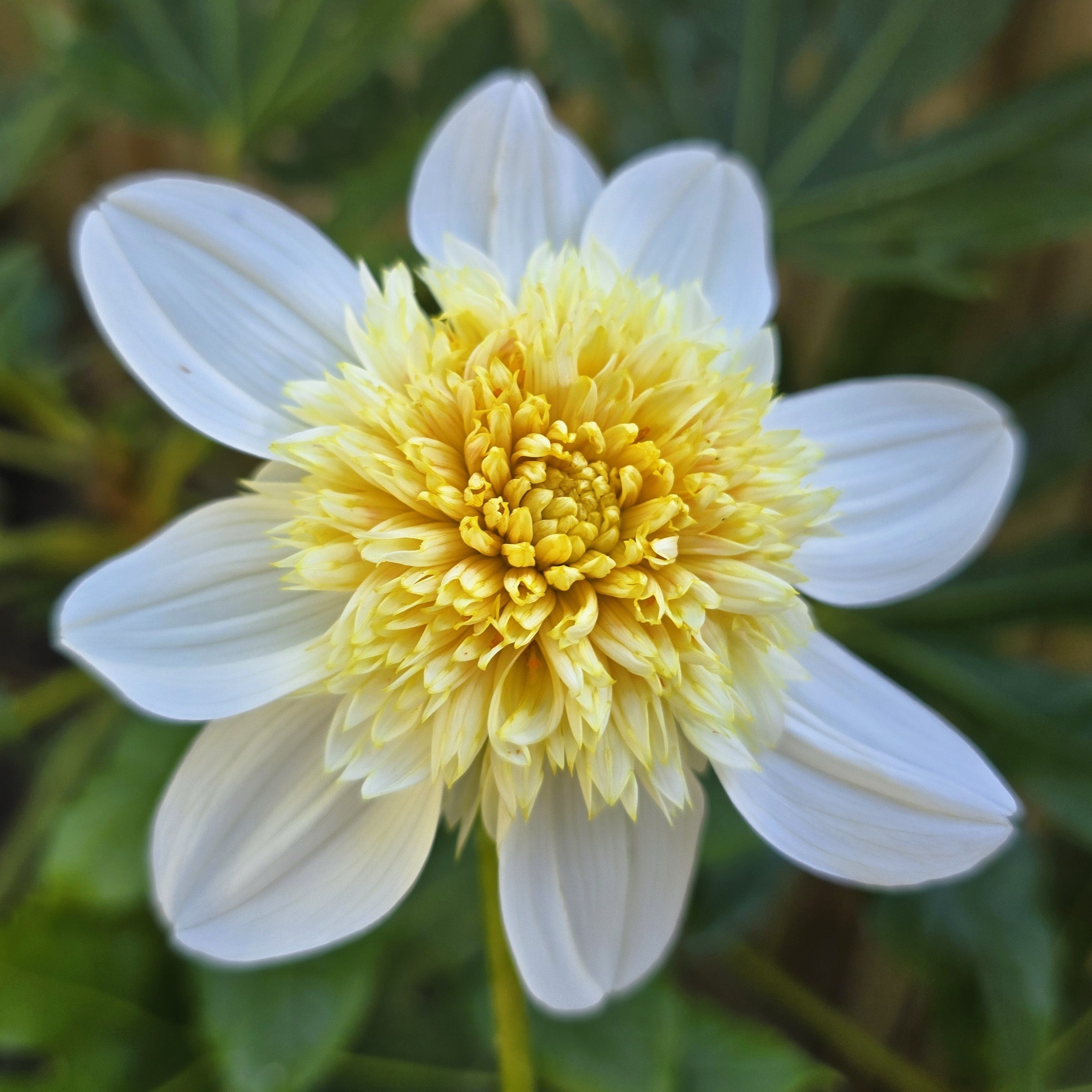 Anemone