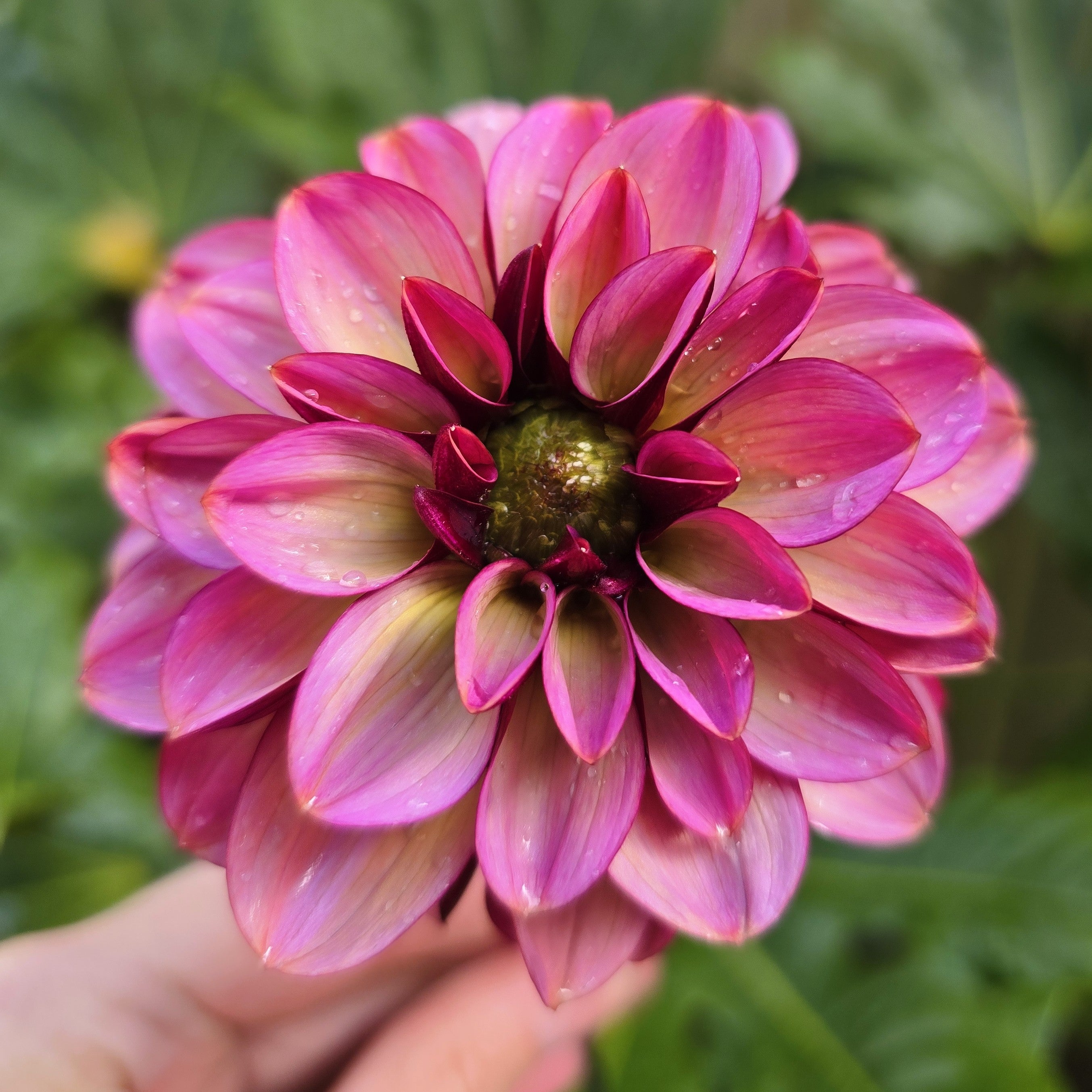 Informal Decorative Dahlia
