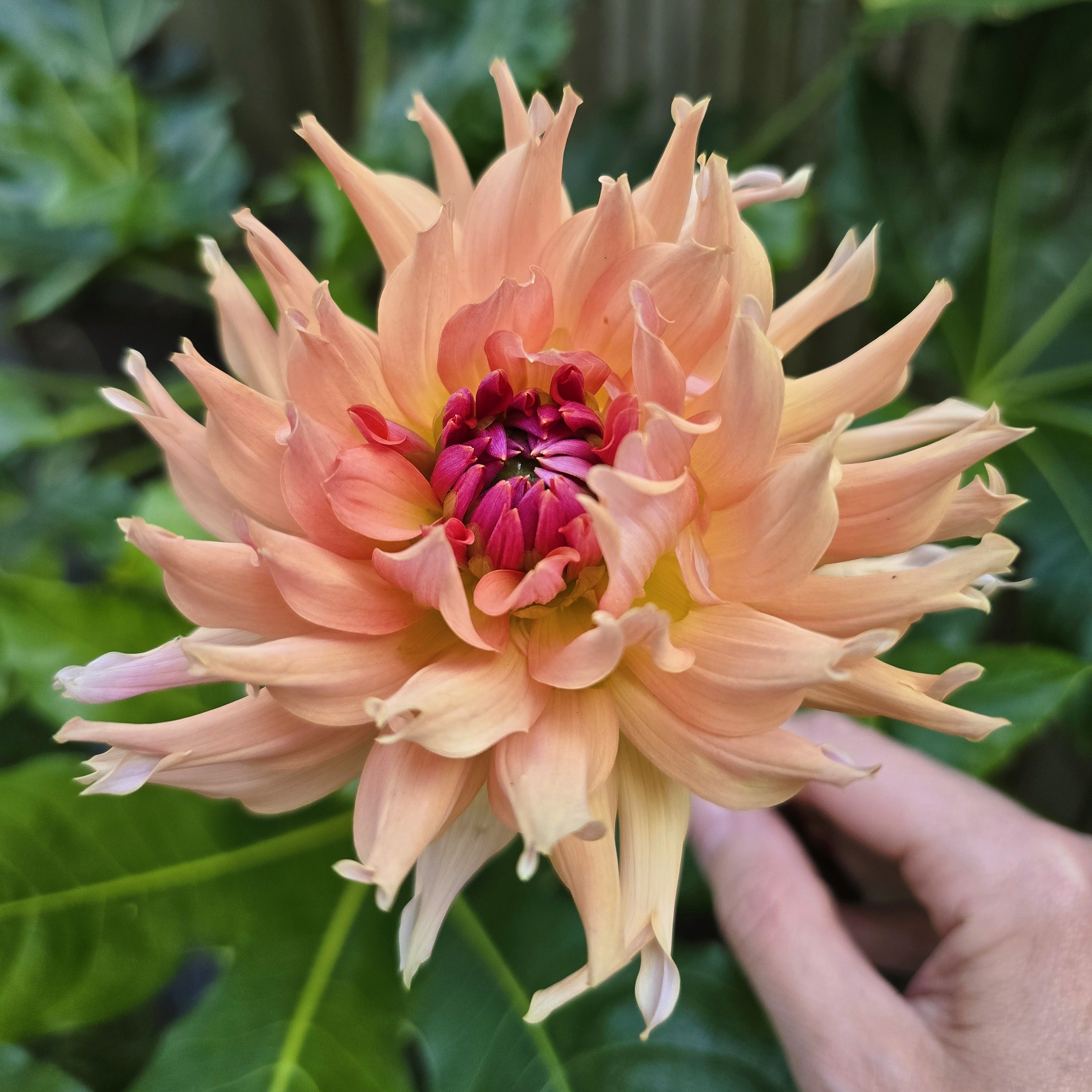 Cactus  and Semi-Cactus Dahlia