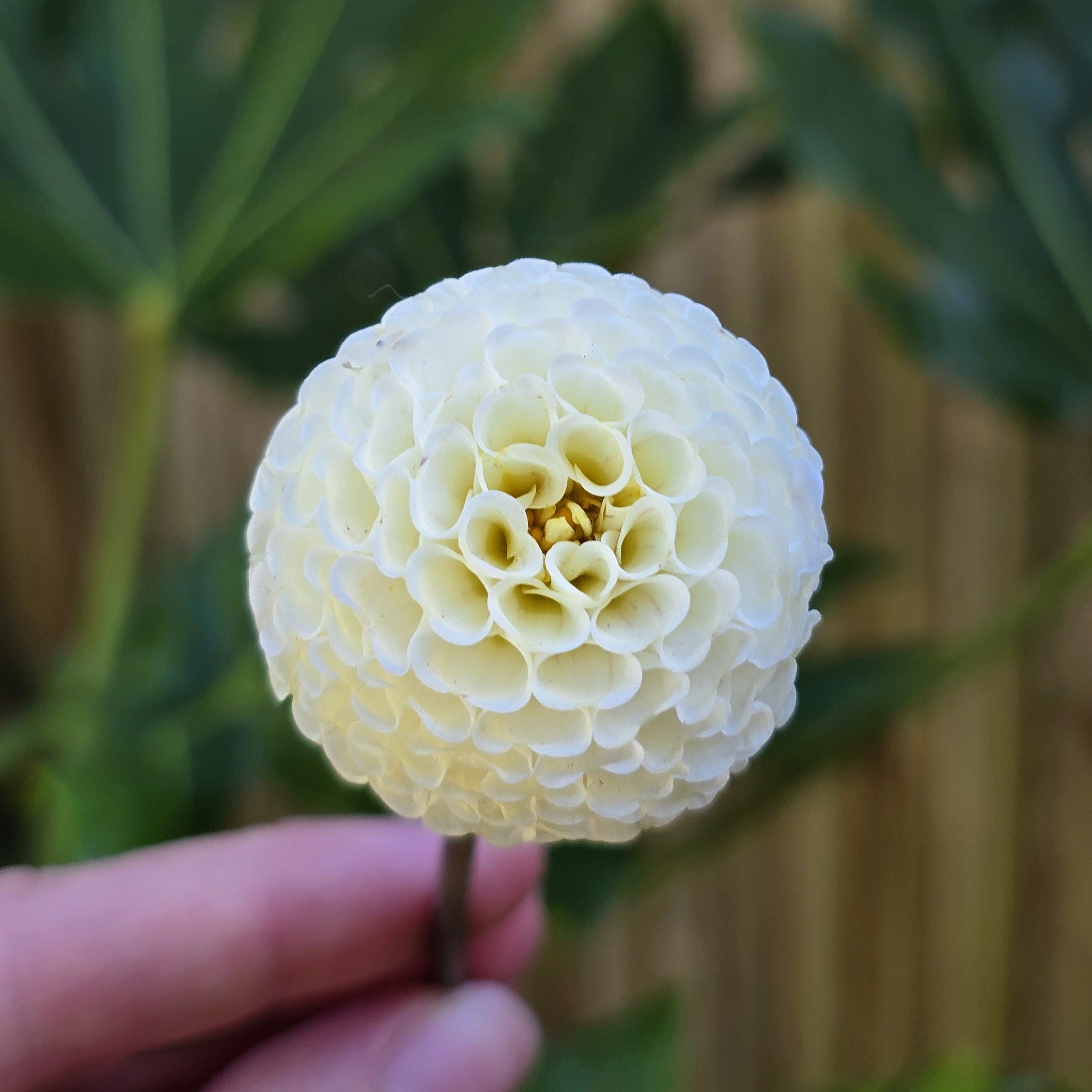 Pompom Dahlia 2" and under