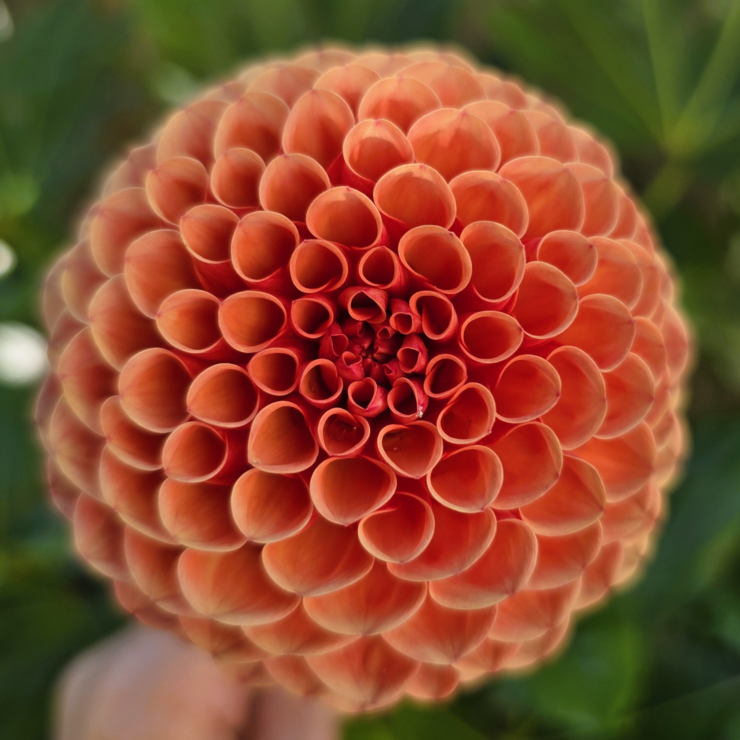 Ball Dahlia 2" and larger